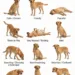 How to Read Your Dog’s Body Language for Safer, Better Care