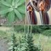 Mullein Leaf Remedy for Joint Pain & Inflammation