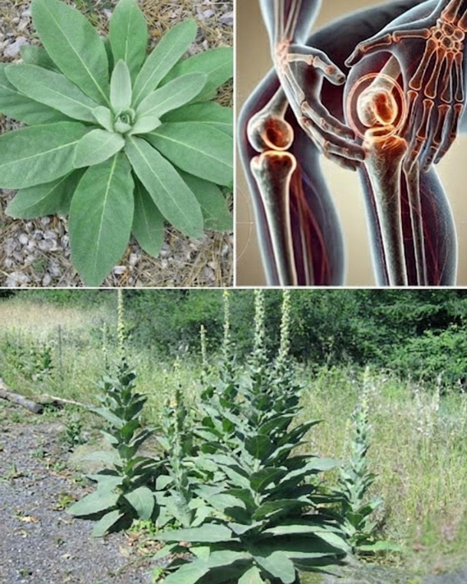 Mullein Leaf Remedy for Joint Pain & Inflammation