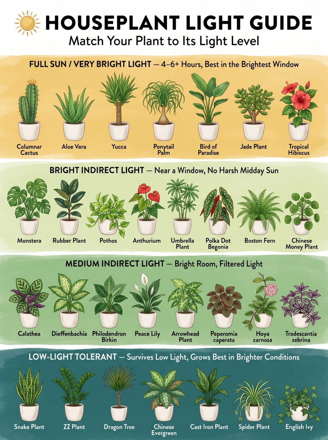 Houseplant Light Guide: How to Match Indoor Plants to the Right Light Level for Healthier Growth and Easier Plant Care
