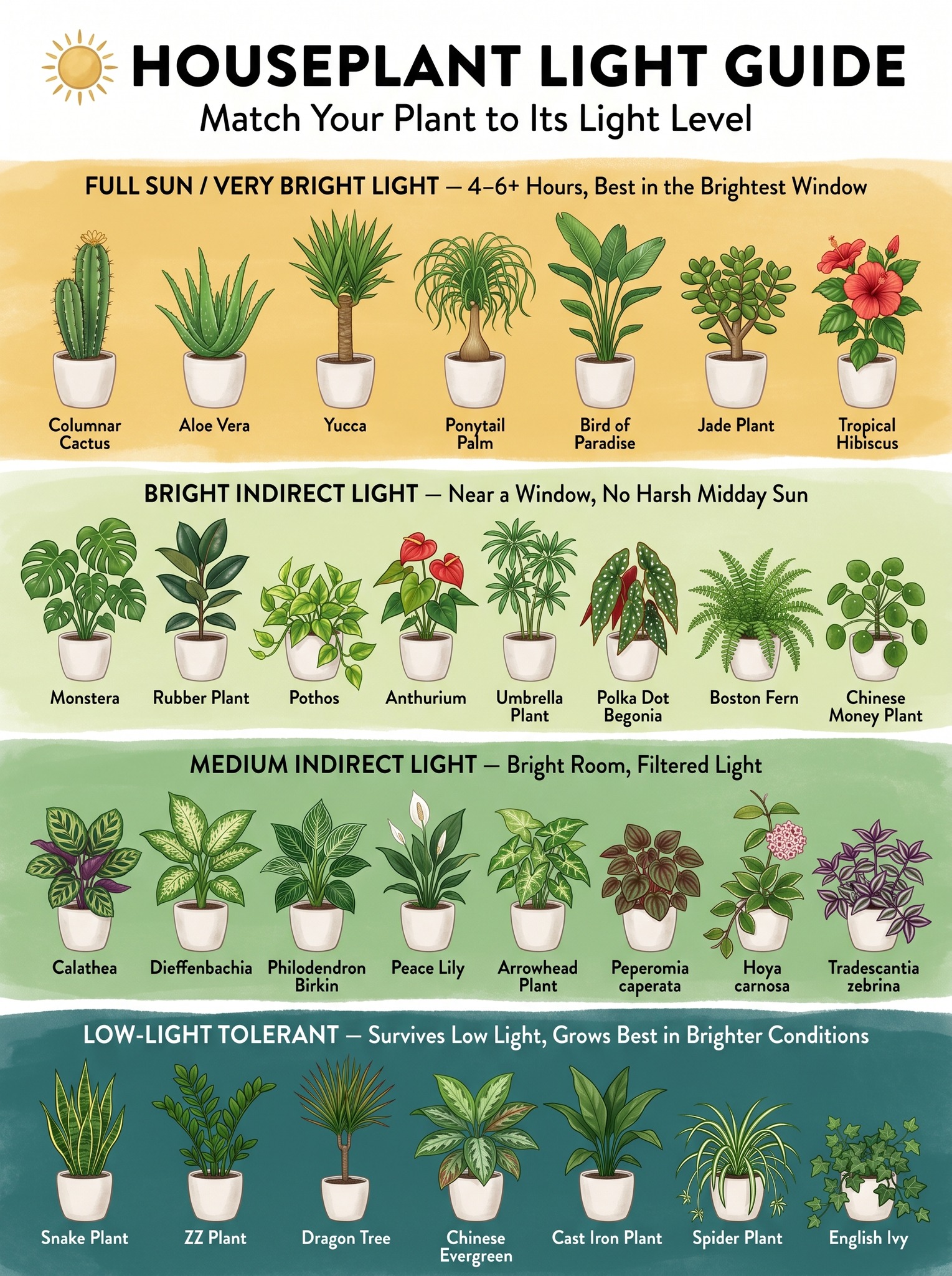 Houseplant Light Guide: How to Match Indoor Plants to the Right Light Level for Healthier Growth and Easier Plant Care
