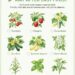 What to Plant in May After the Last Frost