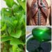 Mint Leaf Water for Respiratory Comfort