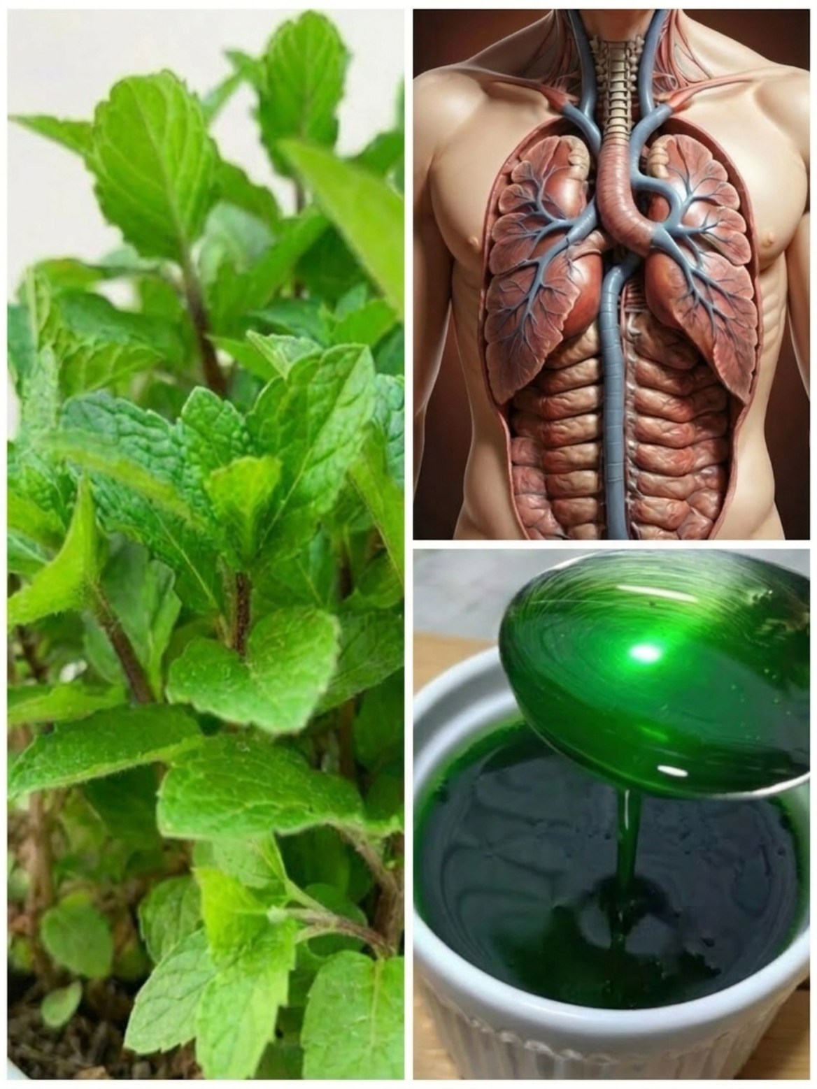 Mint Leaf Water for Respiratory Comfort