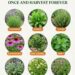 perennial medicinal herbs
