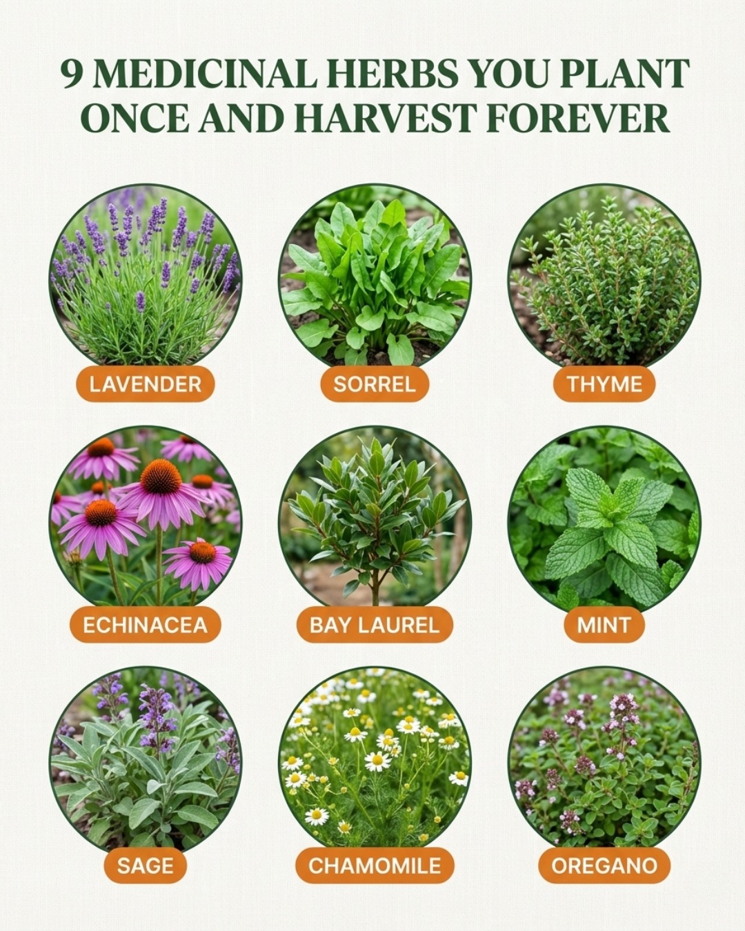 perennial medicinal herbs