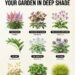 Shade Loving Plants