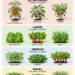 The Easy Plant Spacing Method for Your Garden