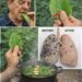 Detox Your Lungs Naturally