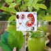 Kalanchoe pinnata - kidney stone relief