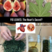 Fig Leaf Tea for Heart Health