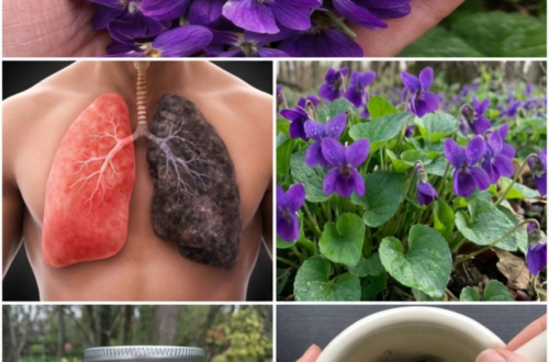 Violet Flower Remedy for Lung Support