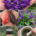 Violet Flower Remedy for Lung Support