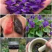 Violet Flower Remedy for Lung Support