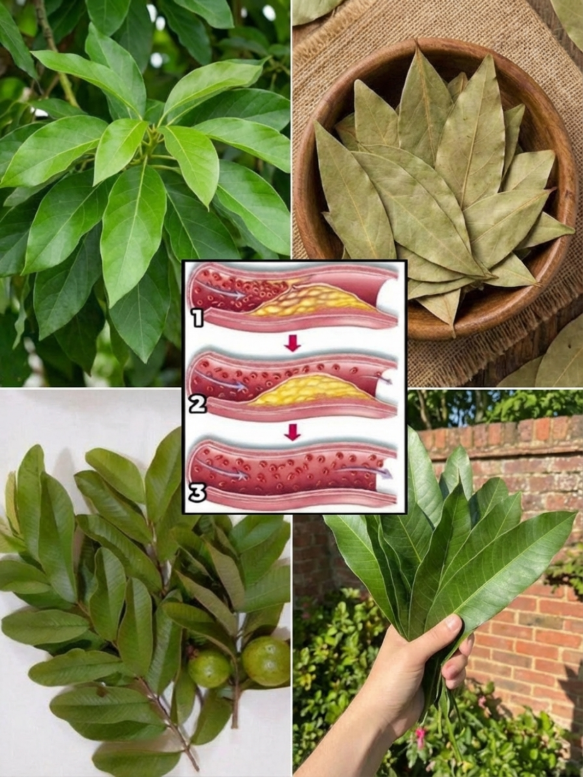 4 Leaf Herbal Tea for Cholesterol Support