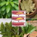 4 Leaf Herbal Tea for Cholesterol Support