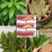 4 Leaf Herbal Tea for Cholesterol Support