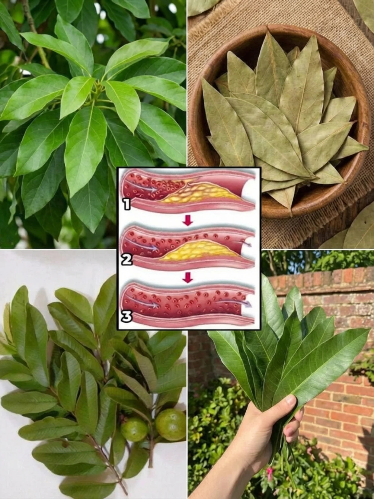 4 Leaf Herbal Tea for Cholesterol Support