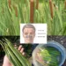Cattail Herbal Remedy for Sinus Relief