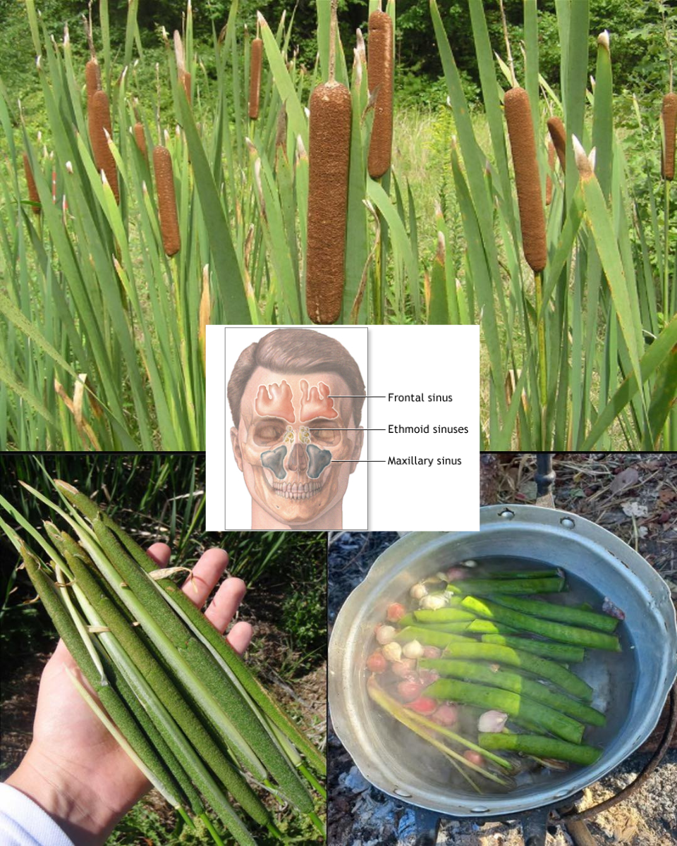 Cattail Herbal Remedy for Sinus Relief