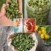 Dandelion Buds for Kidney Support