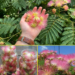 Silk Tree Flower Remedy