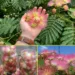 Silk Tree Flower Remedy