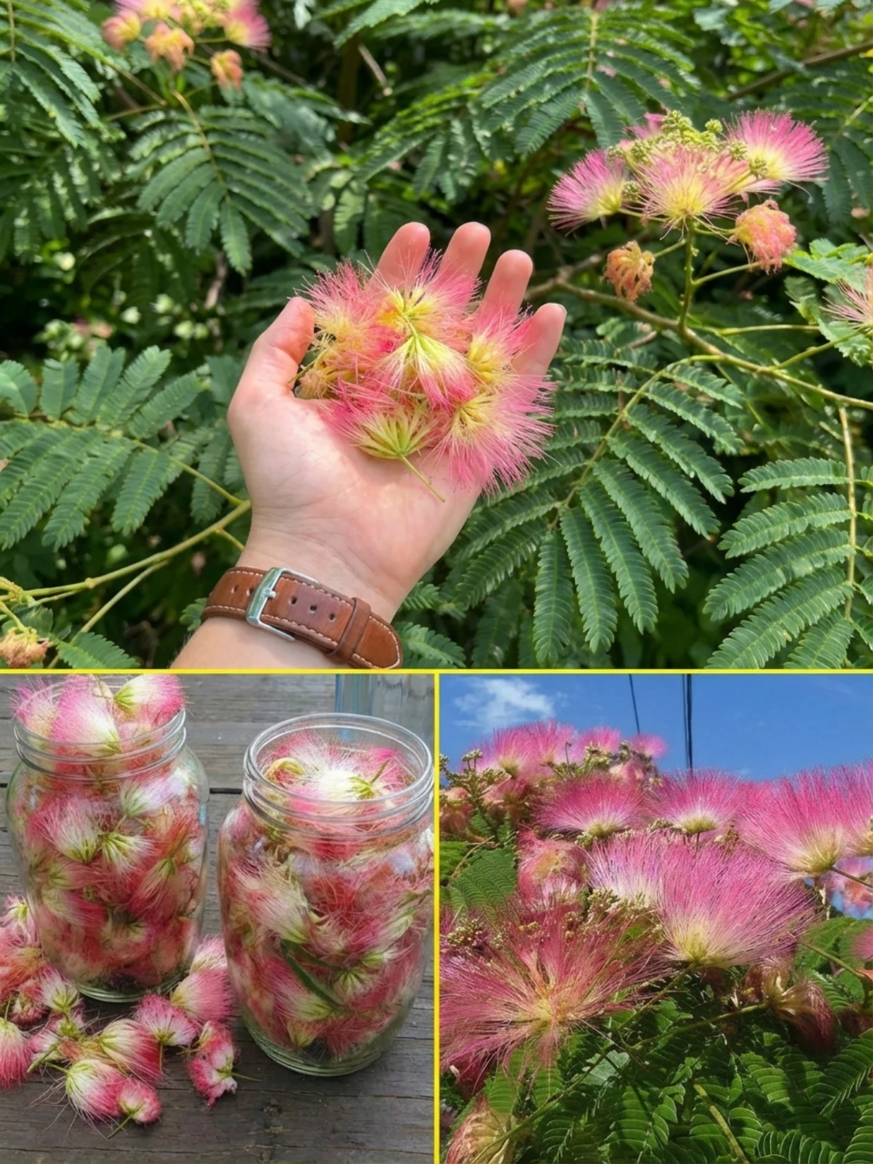 Silk Tree Flower Remedy