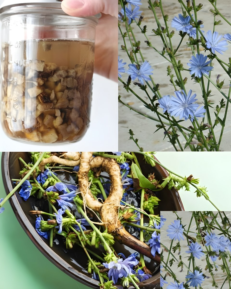 Chicory Root Tea for Digestion: The Bitter Herbal Remedy That May Help More Than You Expect