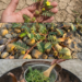 Tribulus Tea for Urinary Comfort: A Traditional Herbal Remedy With a Spiky Reputation