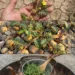 Tribulus Tea for Urinary Comfort: A Traditional Herbal Remedy With a Spiky Reputation