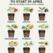 Vegetables and Herbs to Start in April
