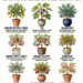9 Fruit Trees You Can Grow in Pots