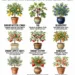 9 Fruit Trees You Can Grow in Pots