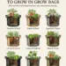 Best Vegetable Pairs to Grow in Grow Bags