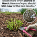 14 Plants to Prune in March