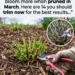 14 Plants to Prune in March