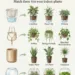 Wrong Pot, Wasted Houseplants