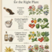 The Right Natural Amendment for the Right Plant
