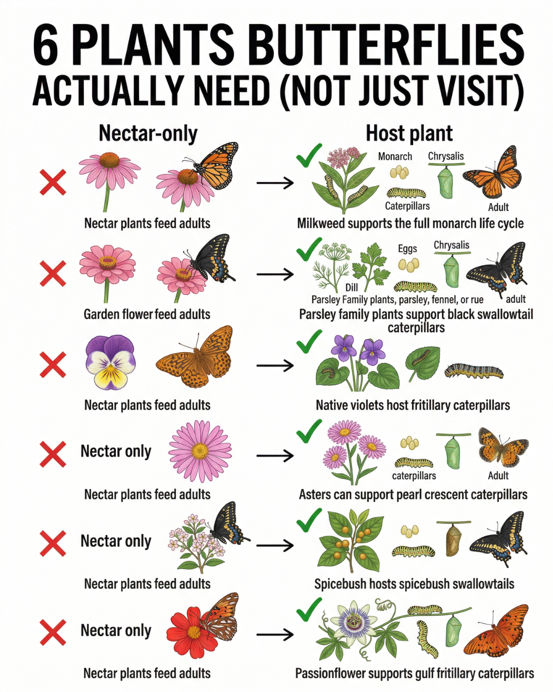 6 Butterfly Host Plants That Truly Support the Full Life Cycle: Go Beyond Nectar and Build a Real Butterfly Garden