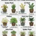 Houseplants That Tolerate Missed Care Better Than Overcare