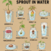 Fruit Seeds That Sprout in Water