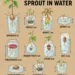 Fruit Seeds That Sprout in Water