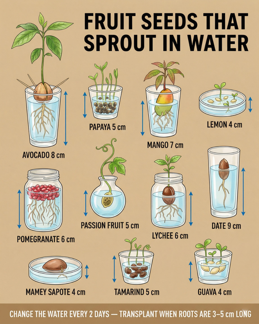 Fruit Seeds That Sprout in Water