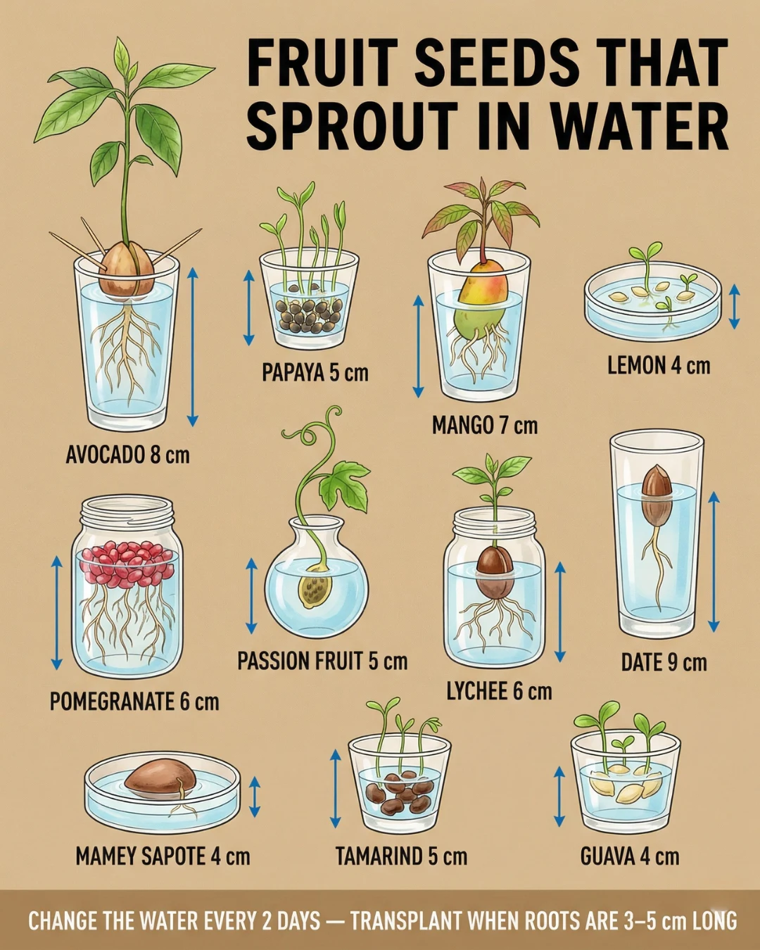 Fruit Seeds That Sprout in Water