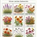 12 Heat Loving Flowers for Full Sun