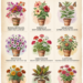 Full Sun Container Plants