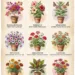 Full Sun Container Plants