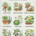 Companion Planting Guide