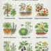 Companion Planting Guide